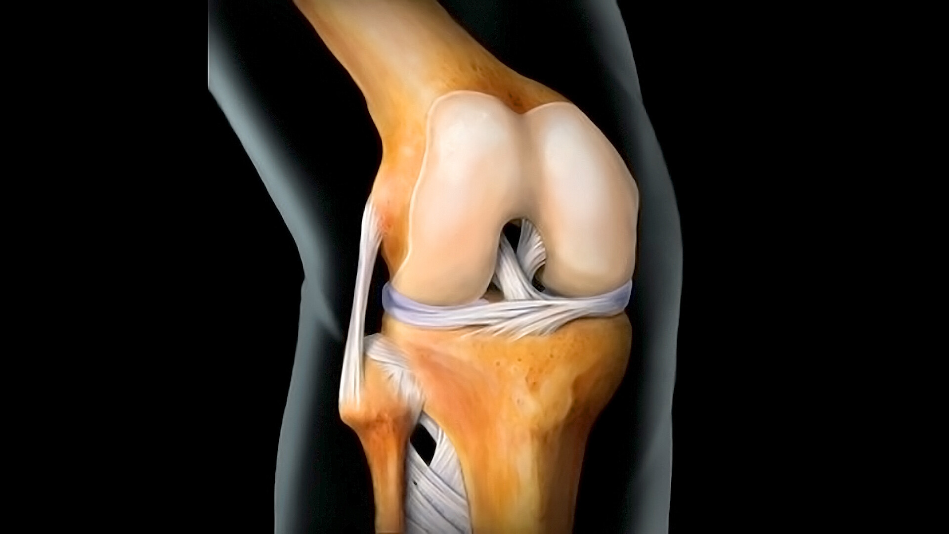 26 Faits Sur Articulation