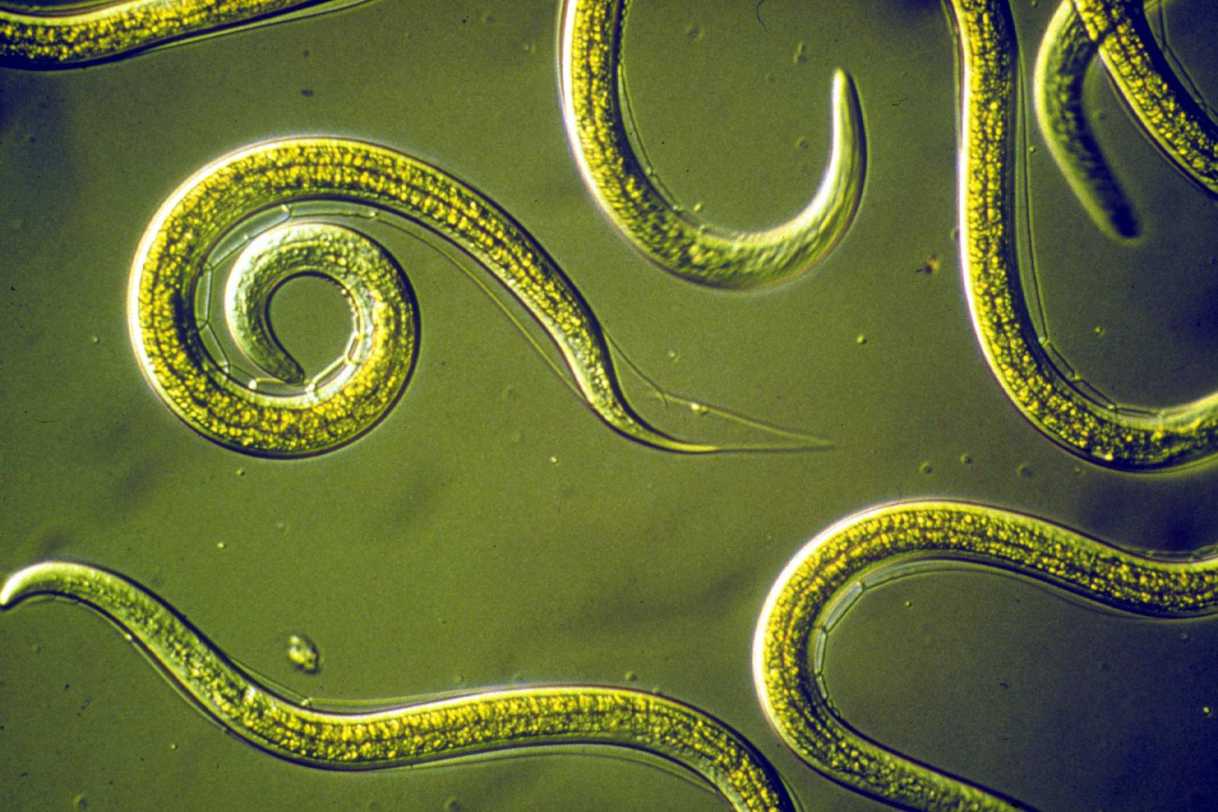26 Faits Sur Nématodes