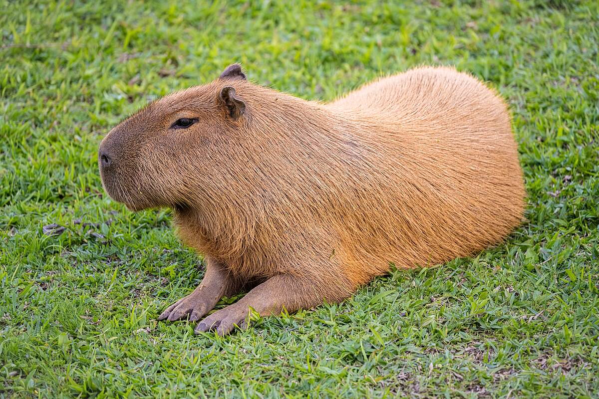 28 Faits Sur Capybara