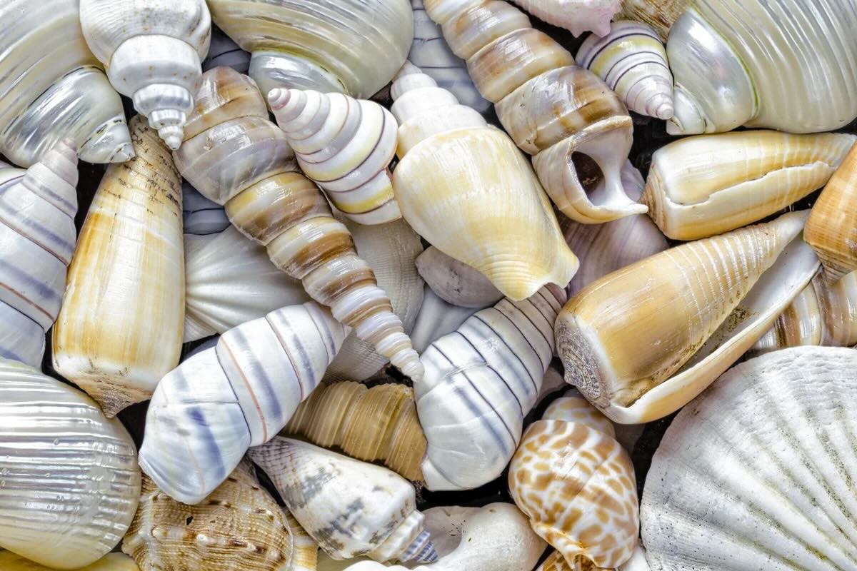 28 Faits Sur Coquillage