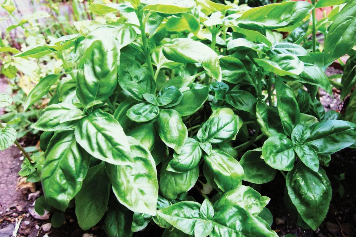 29 Faits Sur Basilic Thym