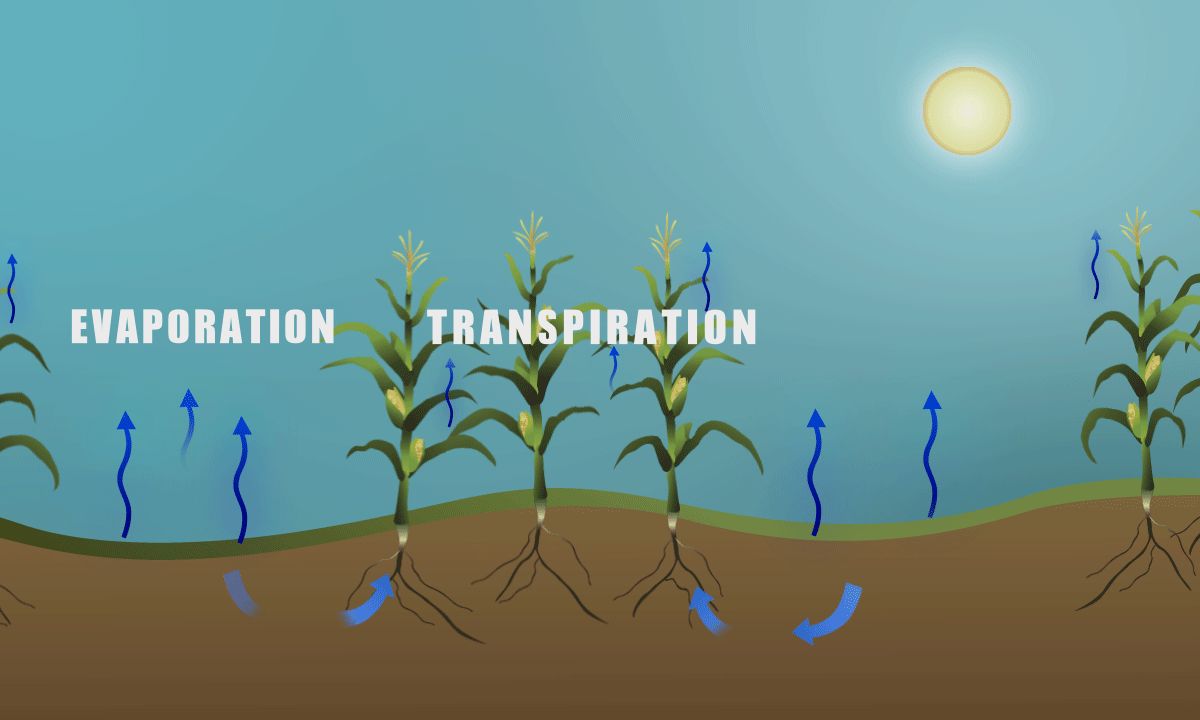 29 Faits Sur Évapotranspiration