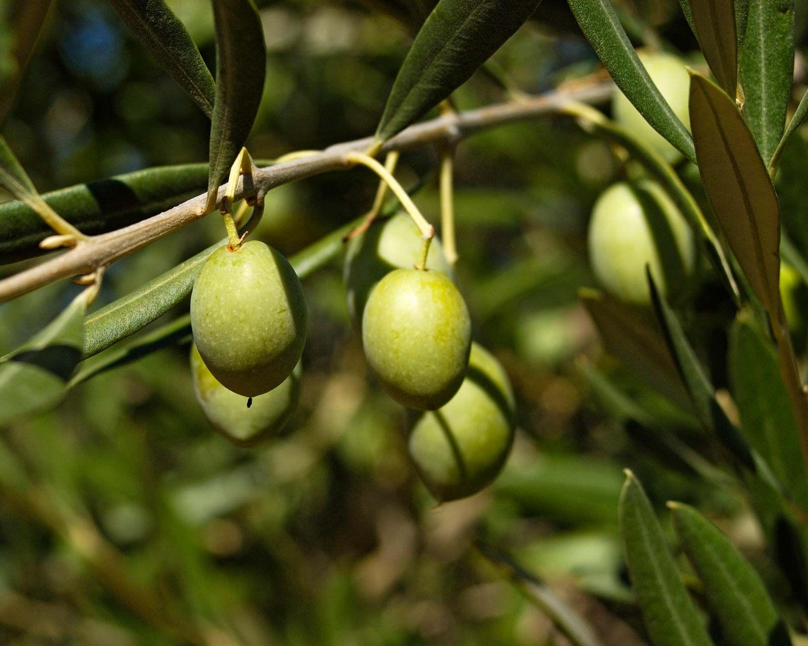 30 Faits Sur Olive