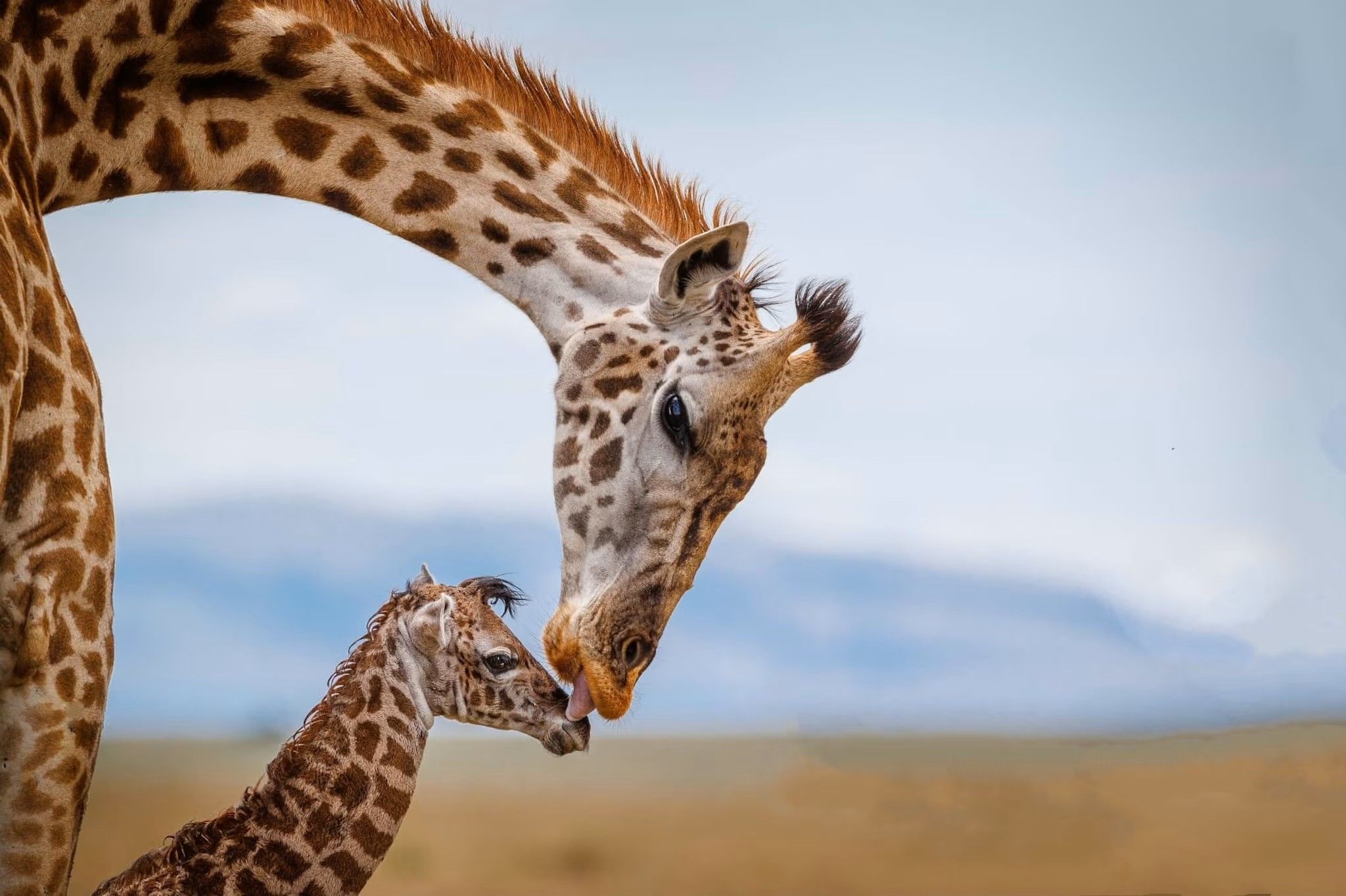 33 Faits Sur Girafe