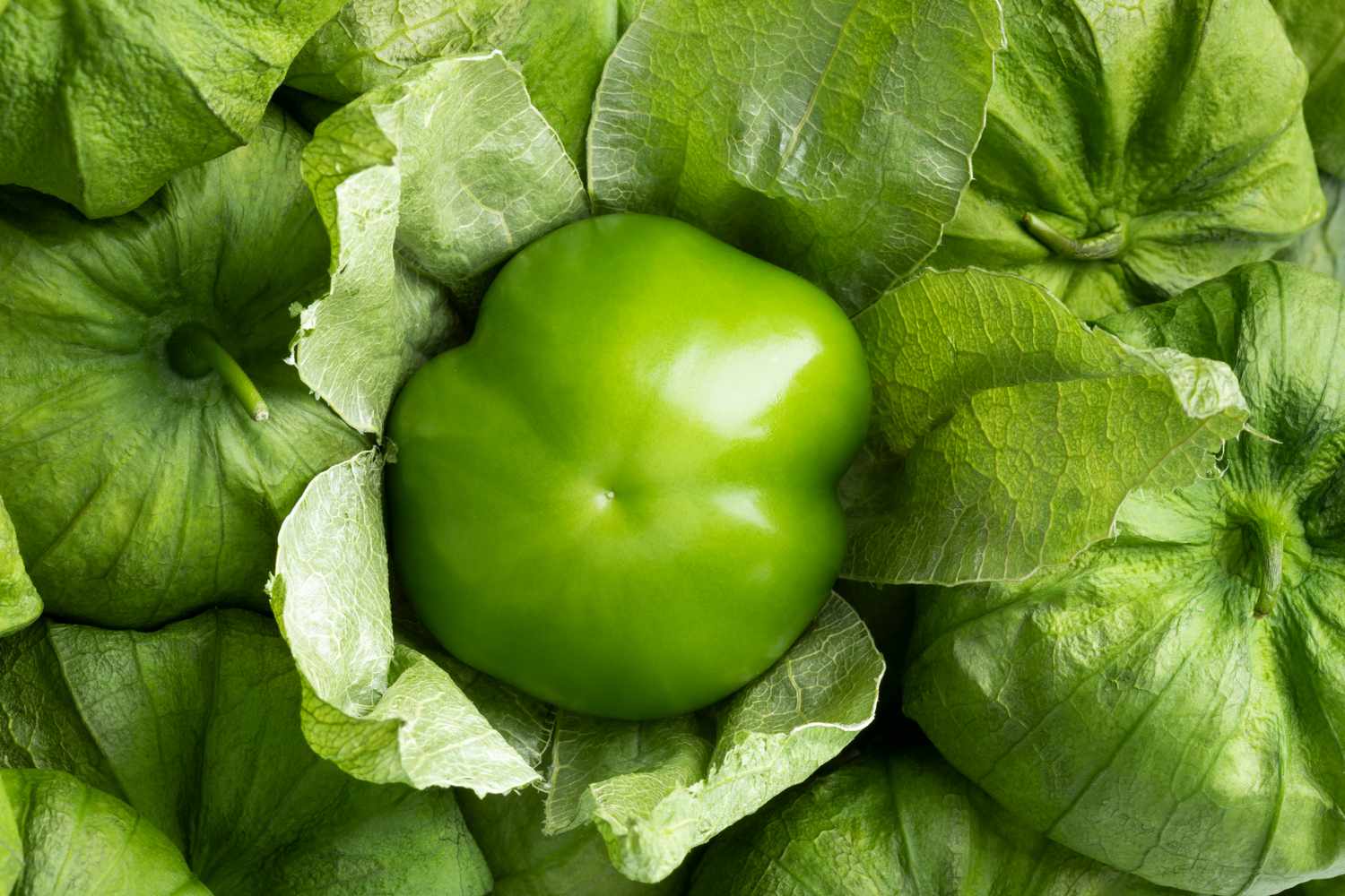35 Faits Sur Tomatillo