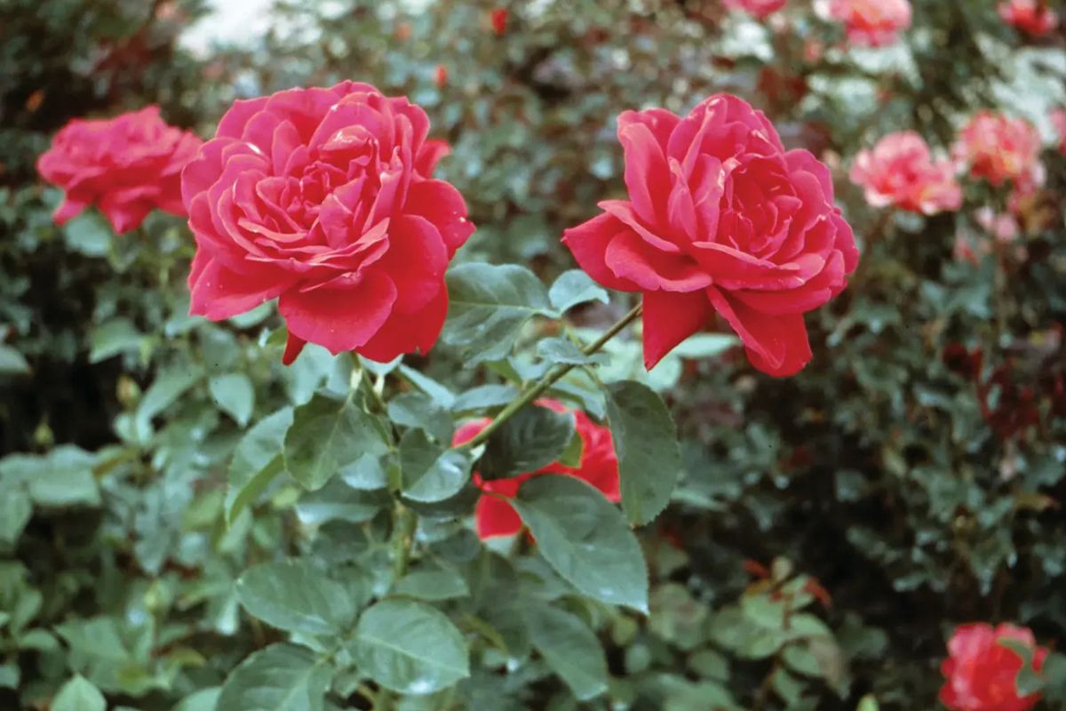 37 Faits Sur Rose