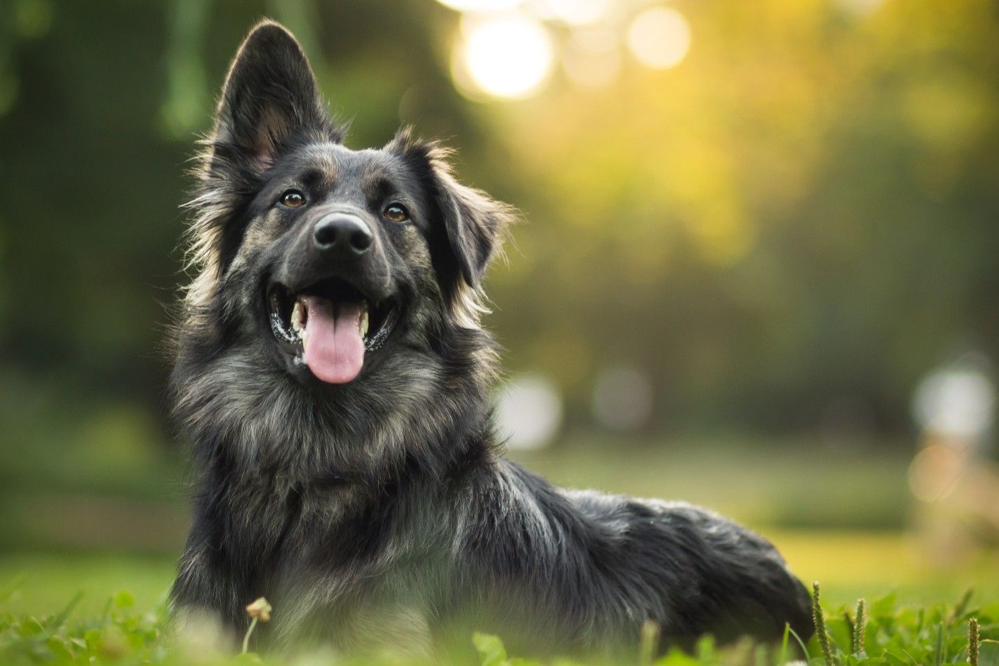 38 Faits Sur Chien